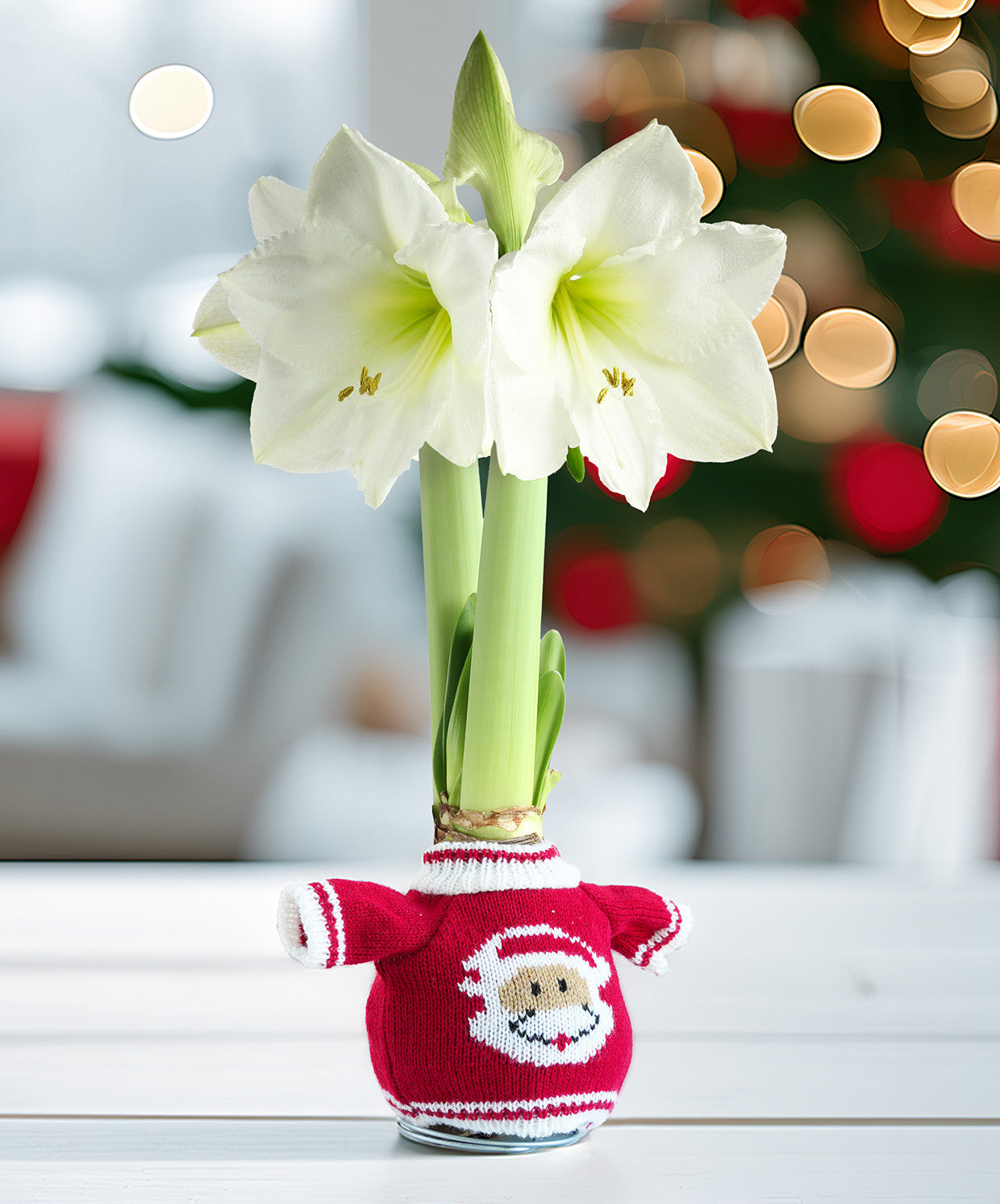 Santa Sweater Amaryllis with White Flower
