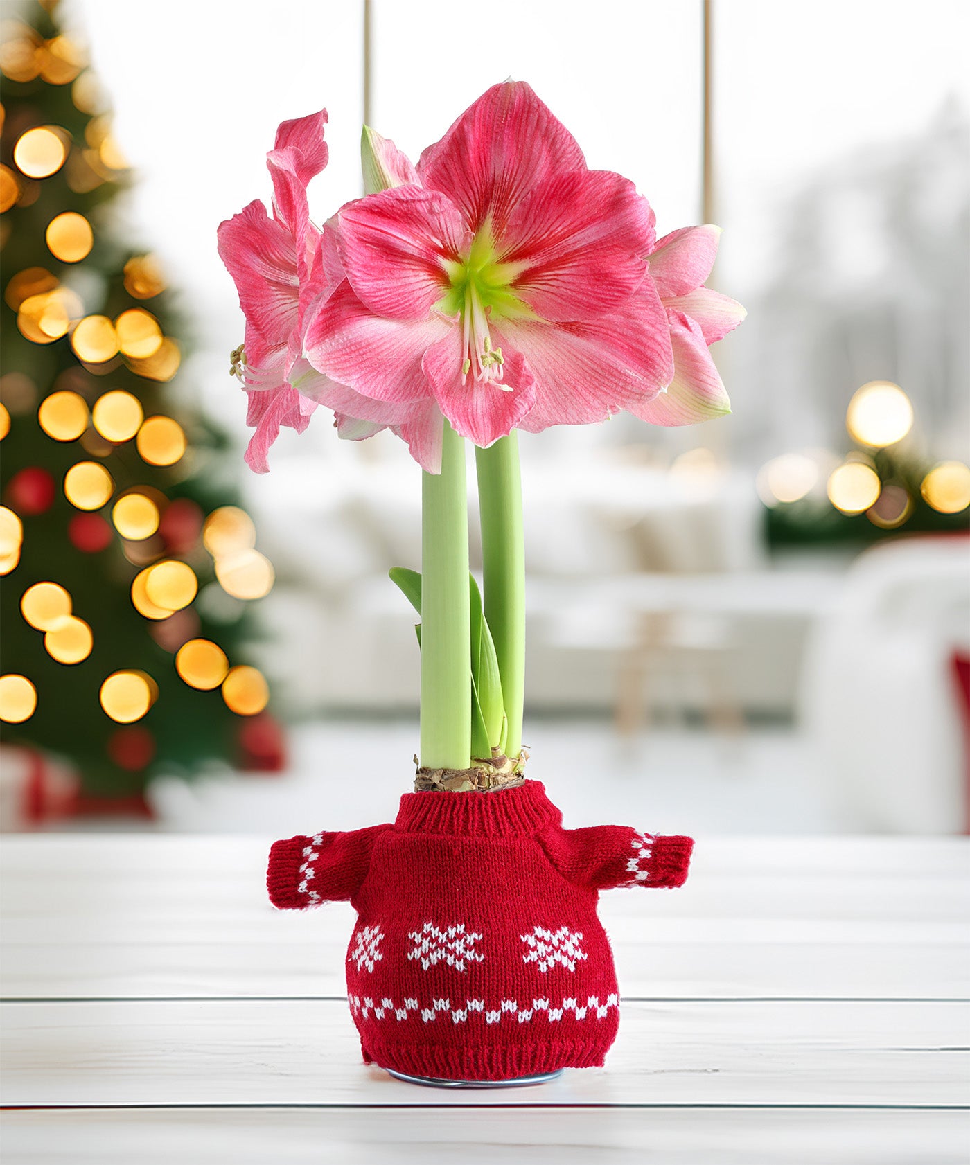 Snowflake Sweater Amaryllis with Pink Flower