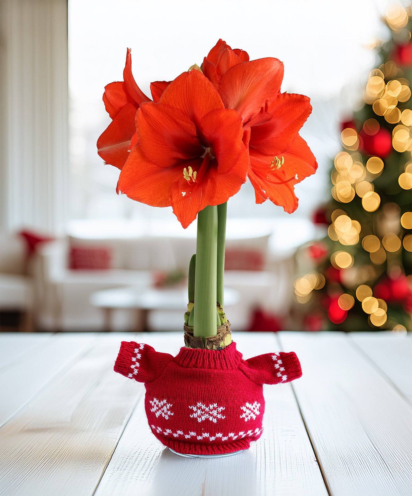 Snowflake Sweater Amaryllis with Red Flower