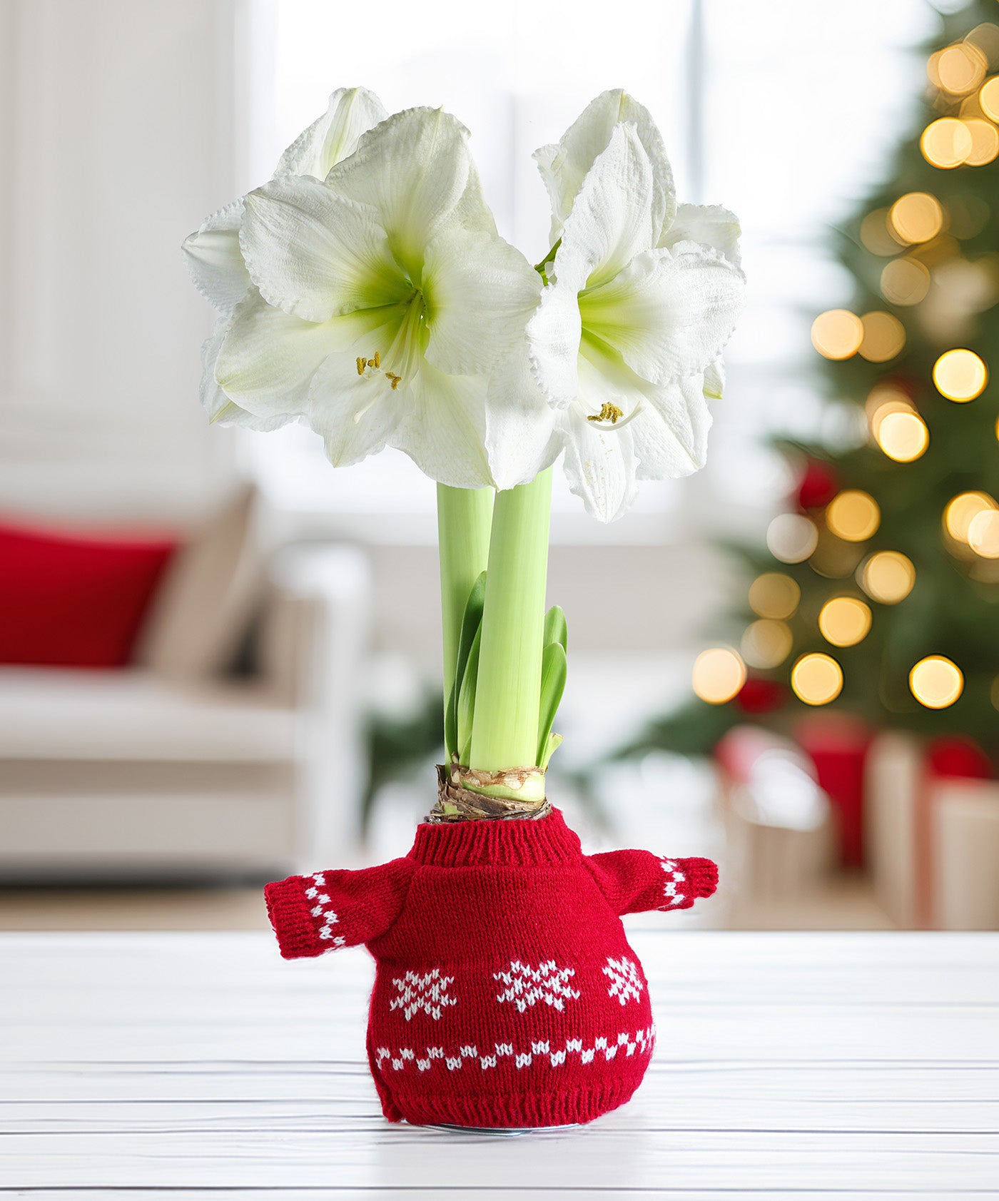 Snowflake Sweater Amaryllis with White Flower