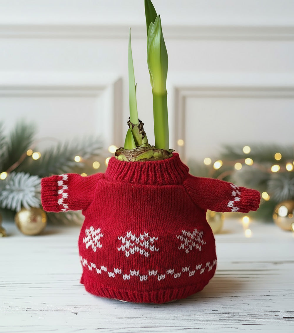 Snowflake Sweater Amaryllis with White Flower