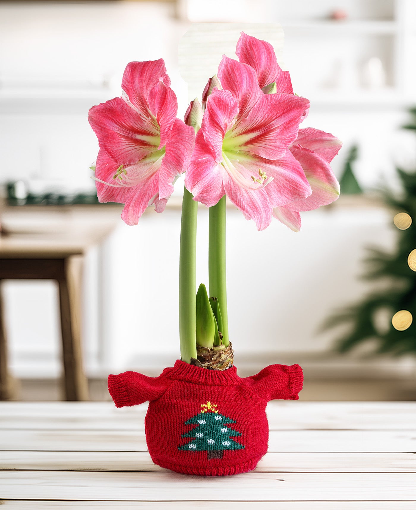 Christmas Tree Sweater Amaryllis with Pink Flower
