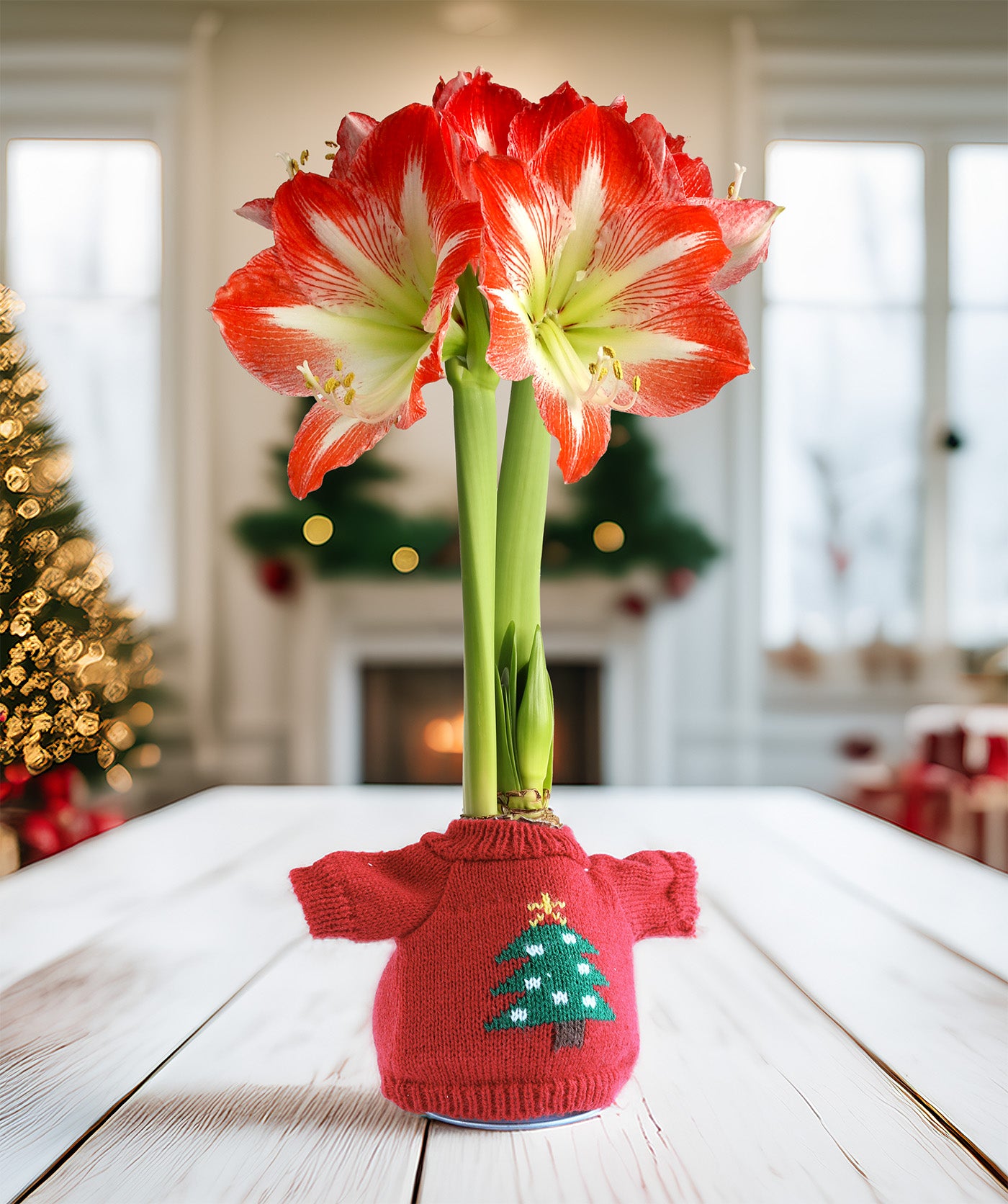Christmas Tree Sweater Amaryllis with Red and White Flower