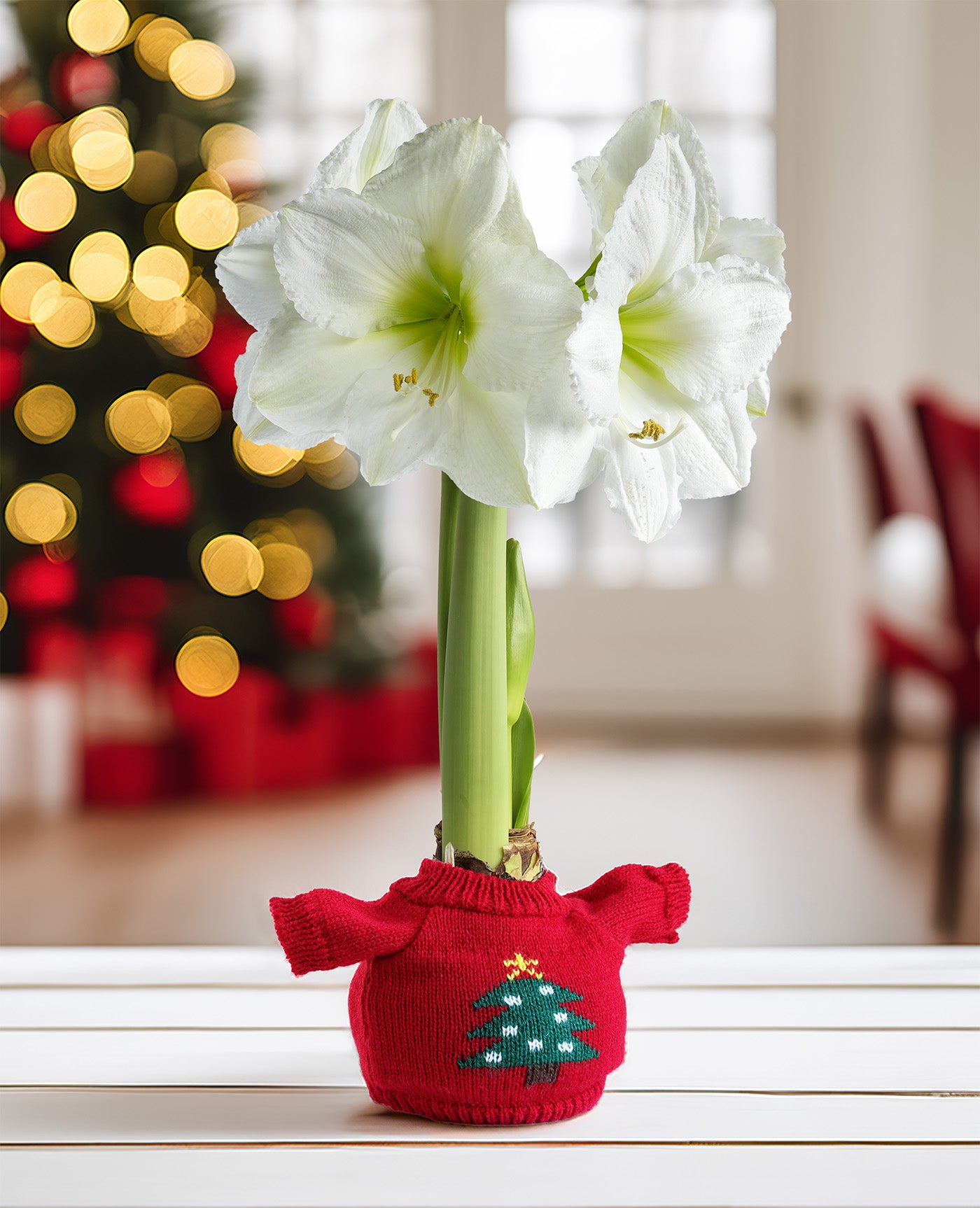 Christmas Tree Sweater Amaryllis with White Flower