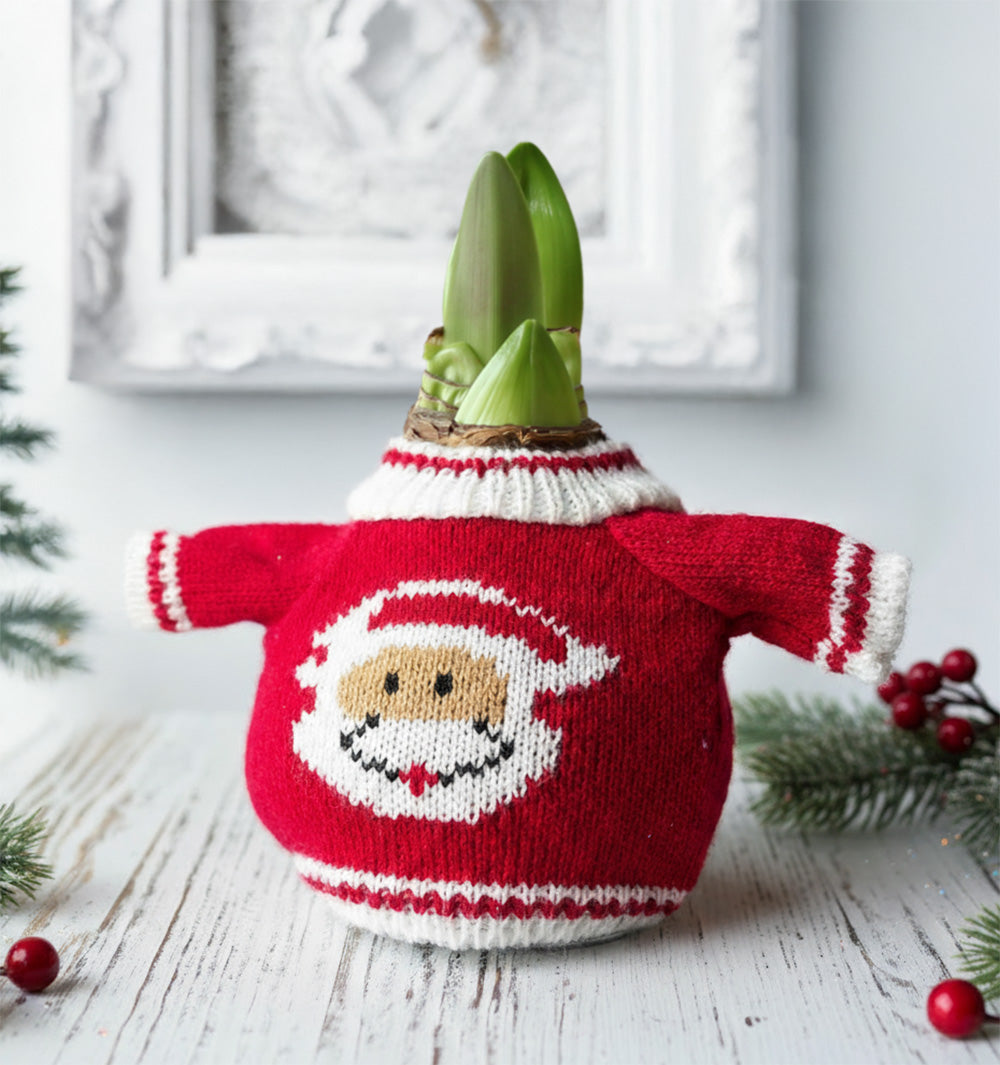 Santa Sweater Amaryllis with White Flower
