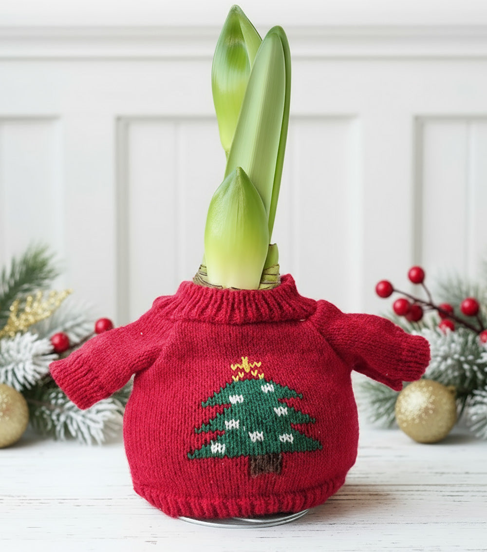 Christmas Tree Sweater Amaryllis with White Flower