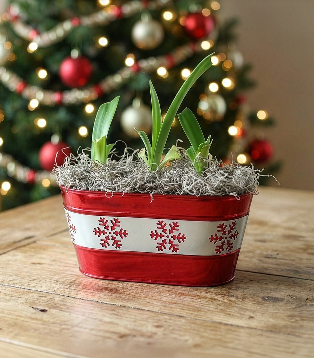 Candy Cane Bulb Gift