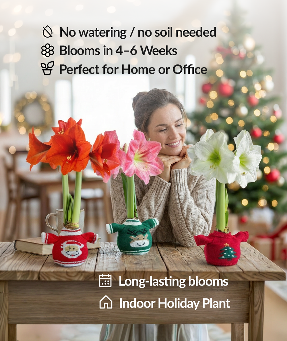 Reindeer Sweater Amaryllis with White Flower