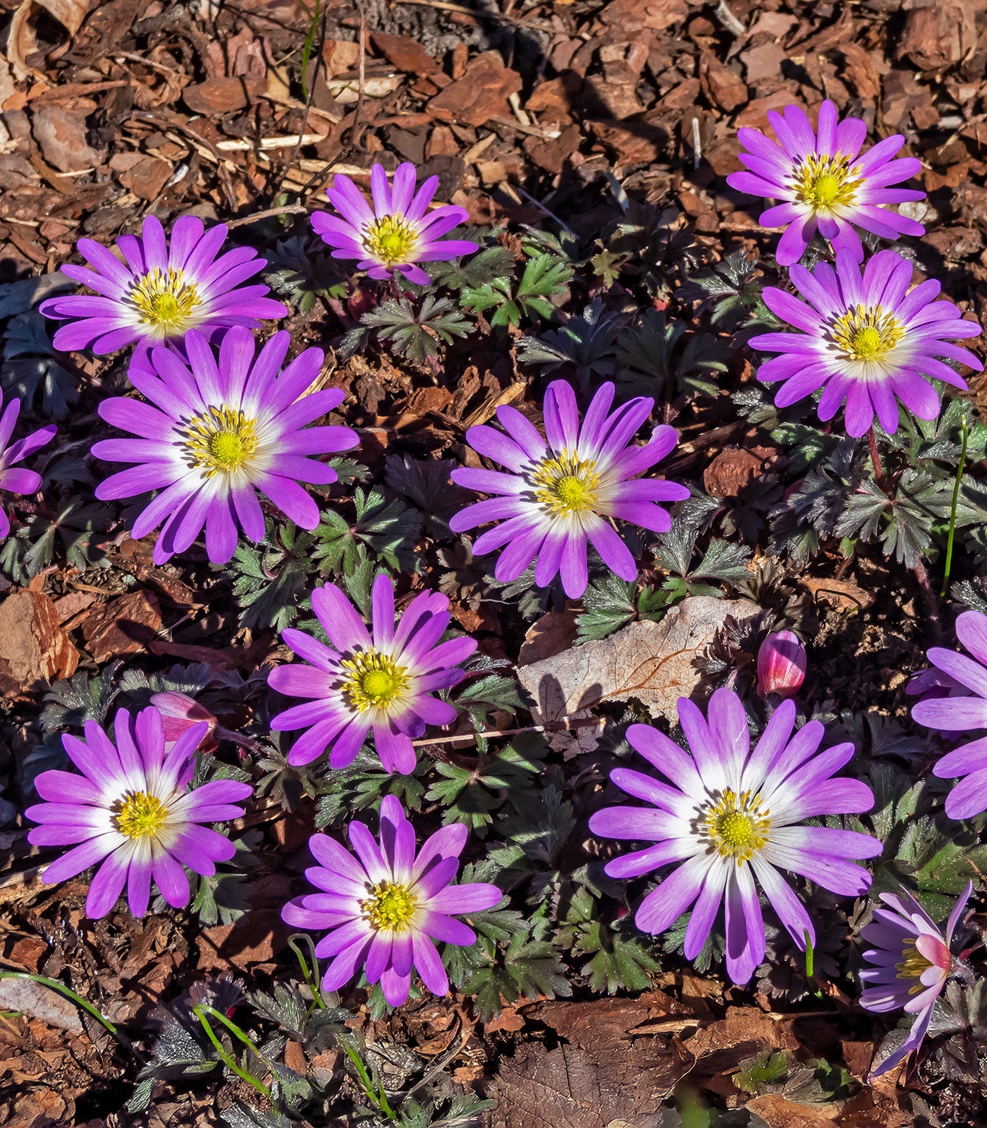 Charmer Anemone blanda - 25 bulbs