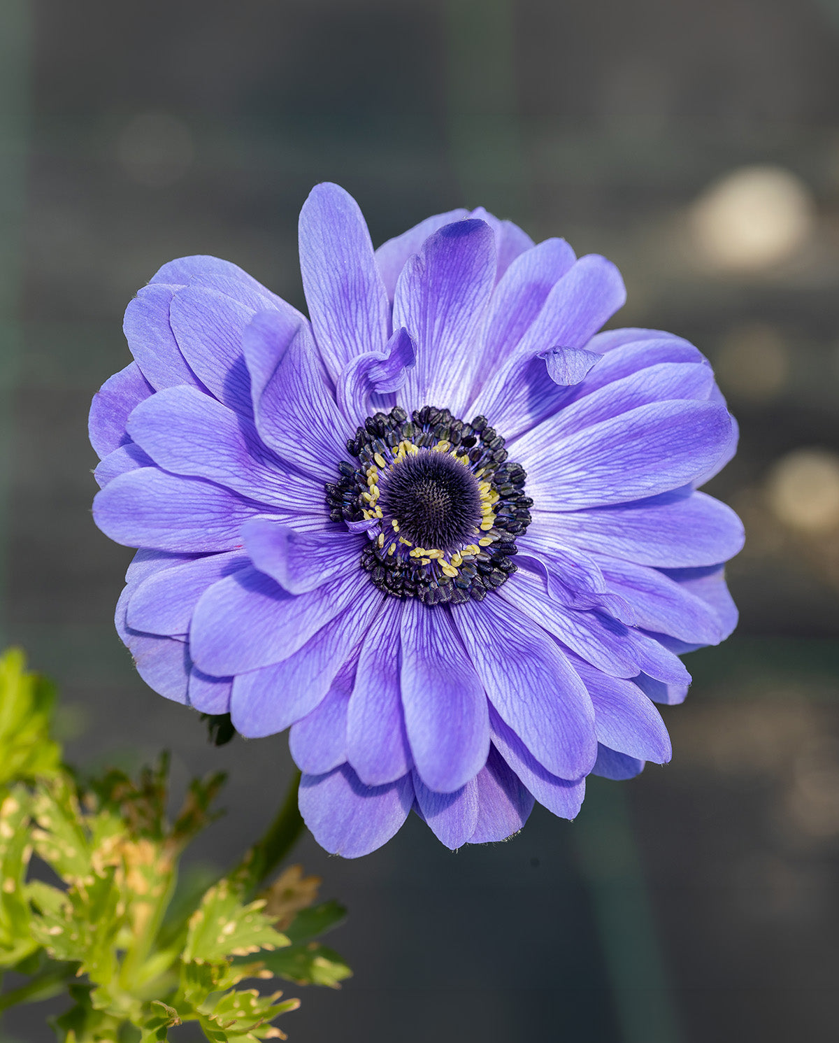 Lord Lieutenant Anemone Coronaria - 25 bulbs