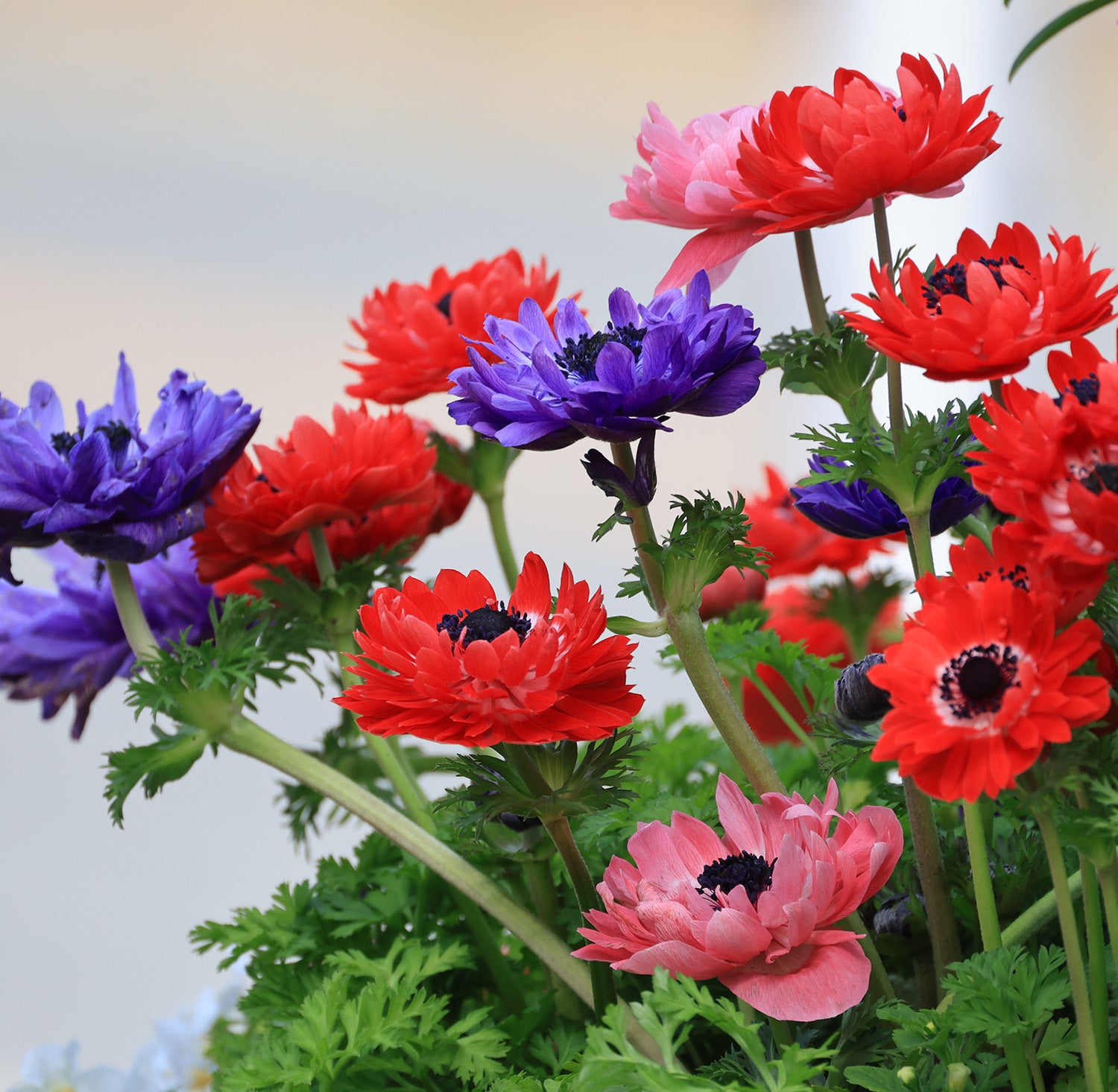 Mixed Anemone Coronaria - 75 bulbs