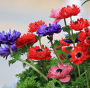 Mixed Anemone Coronaria - 75 bulbs