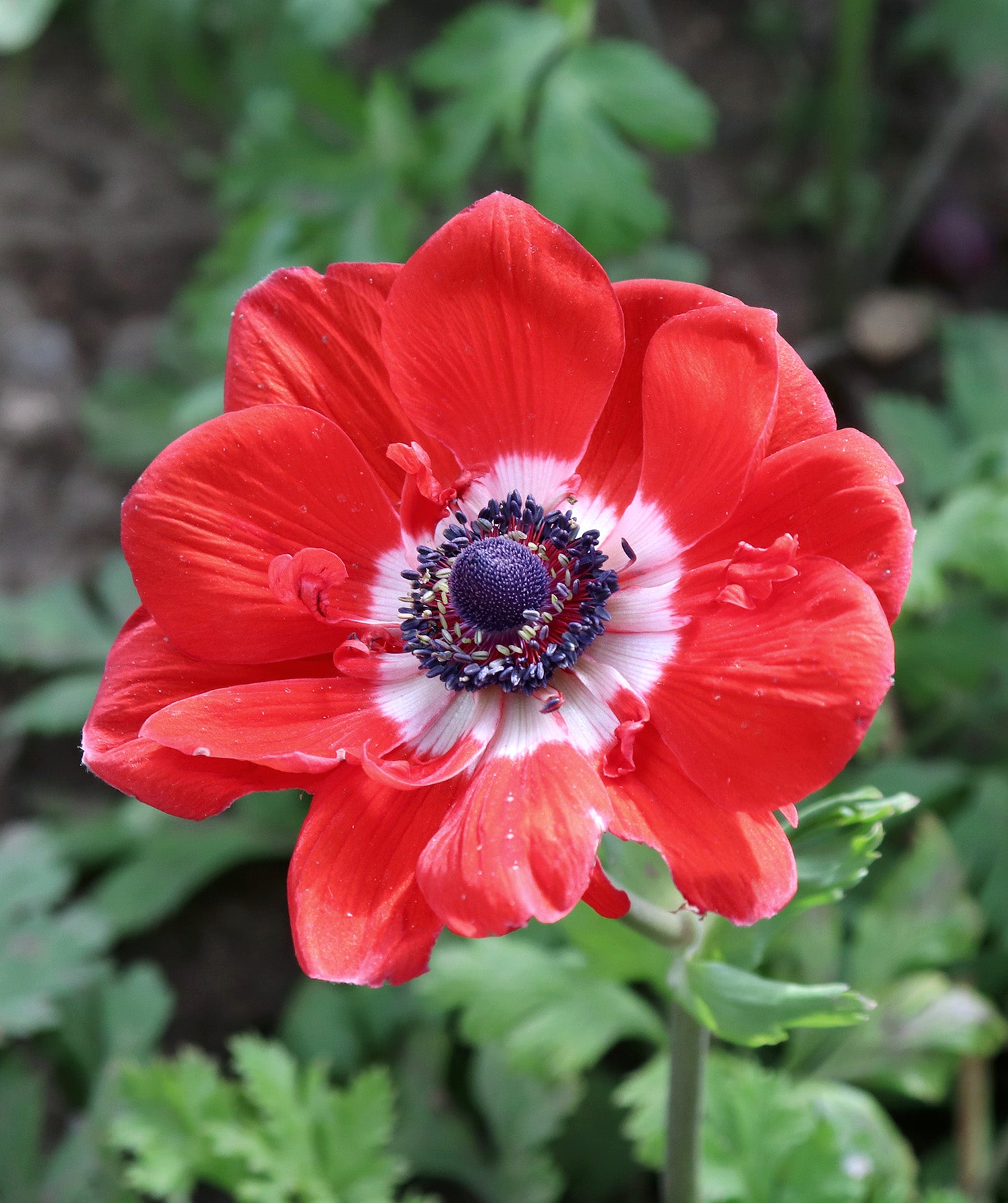 Hollandia Anemone de Caen - 25 bulbs