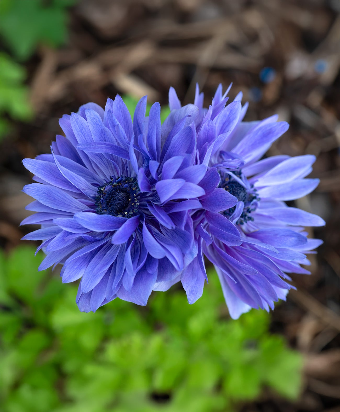 Lord Lieutenant Anemone Coronaria - 25 bulbs