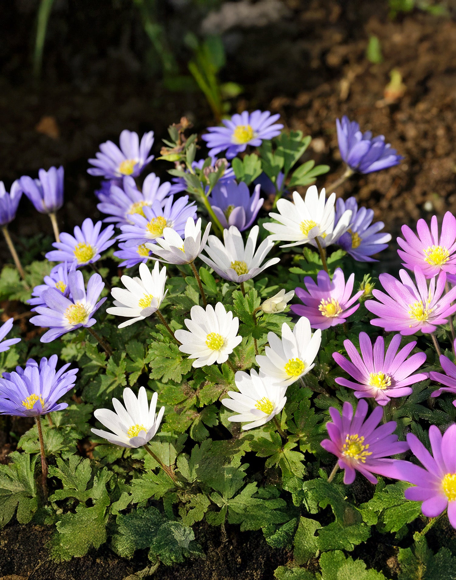 Mixed Anemone blanda - 75 bulbs