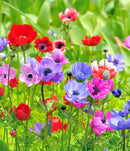 Mixed Anemone De Caen - 75 bulbs