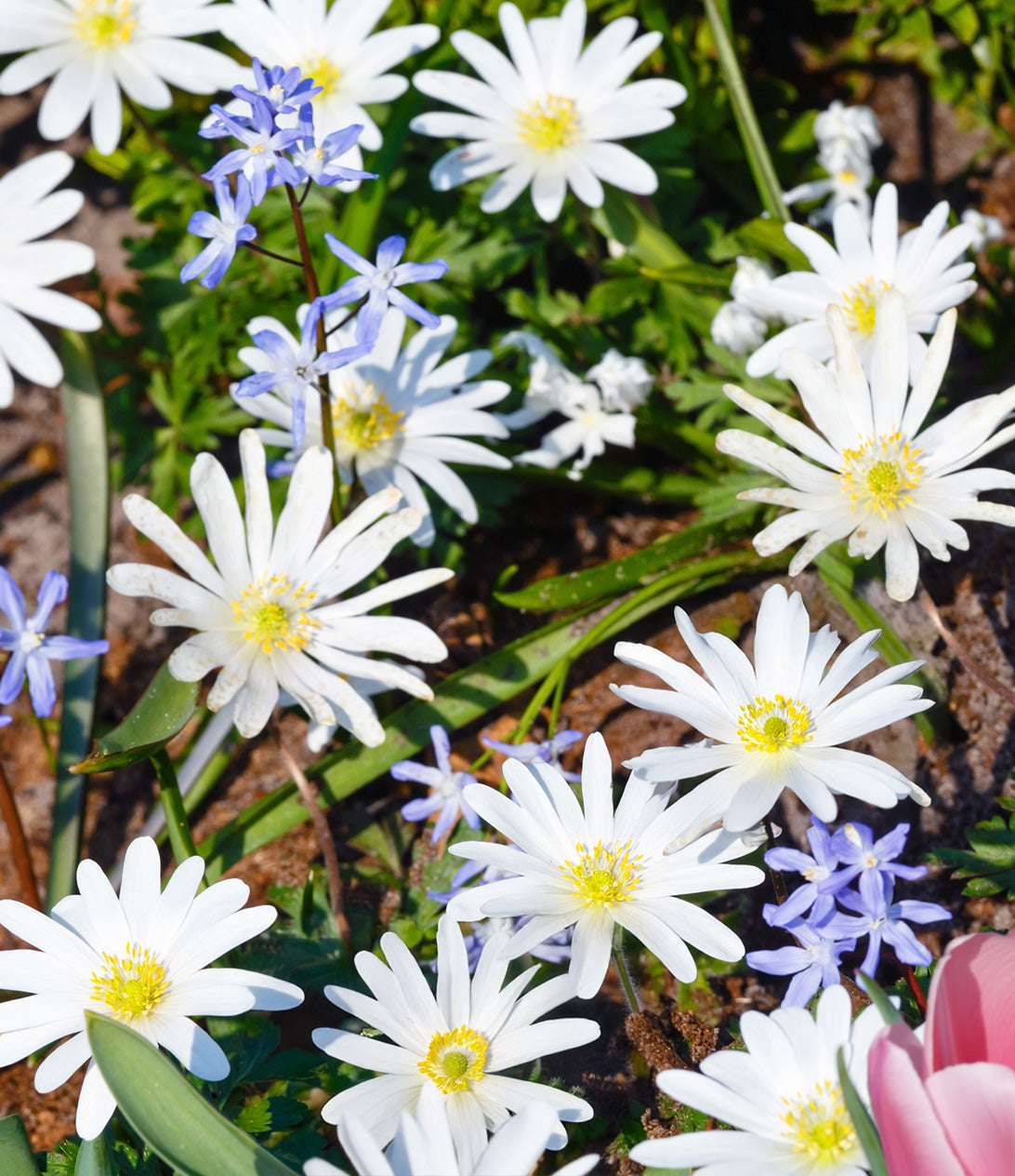 White Splendor Anemone blanda - 25 bulbs