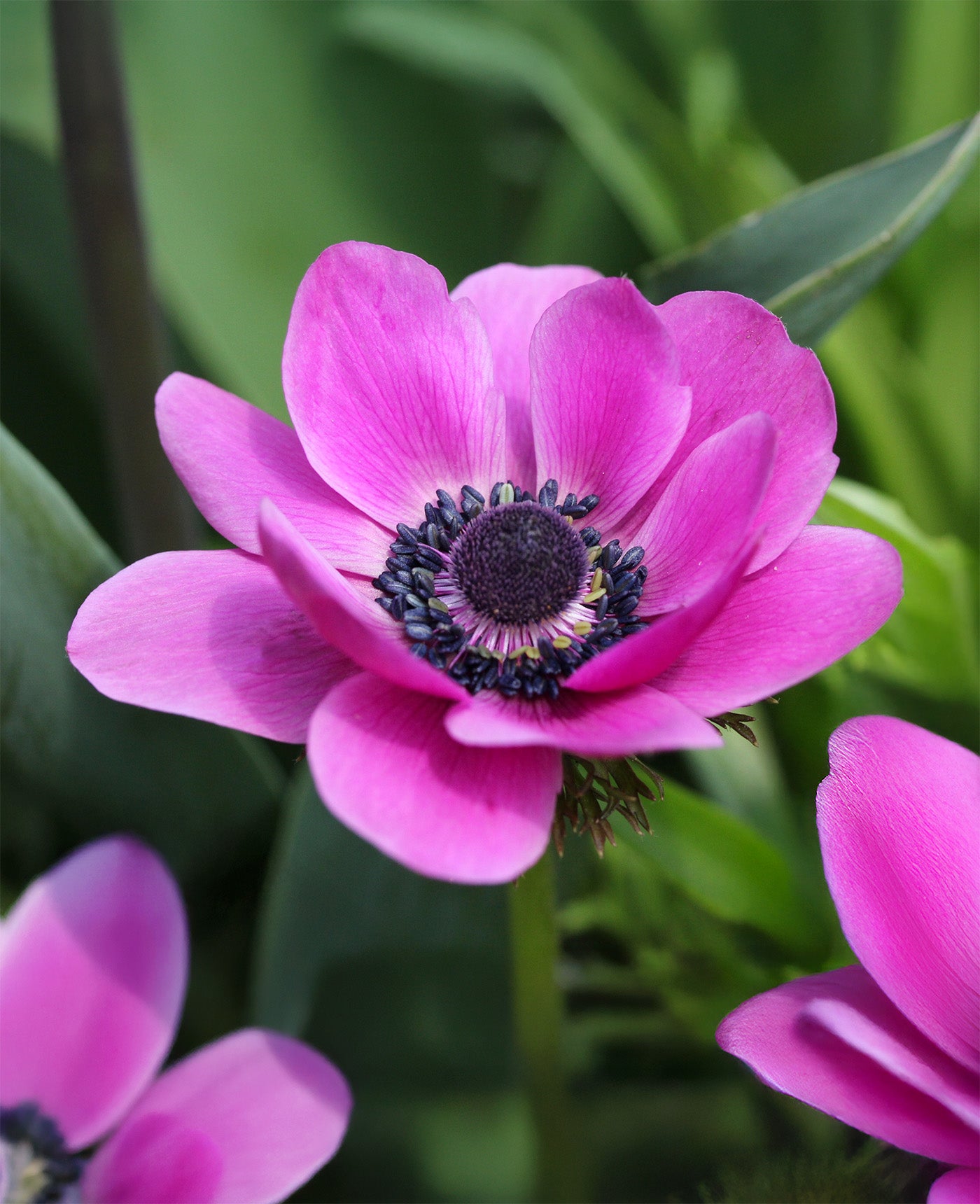 Sylphide Anemone de Caen - 25 bulbs