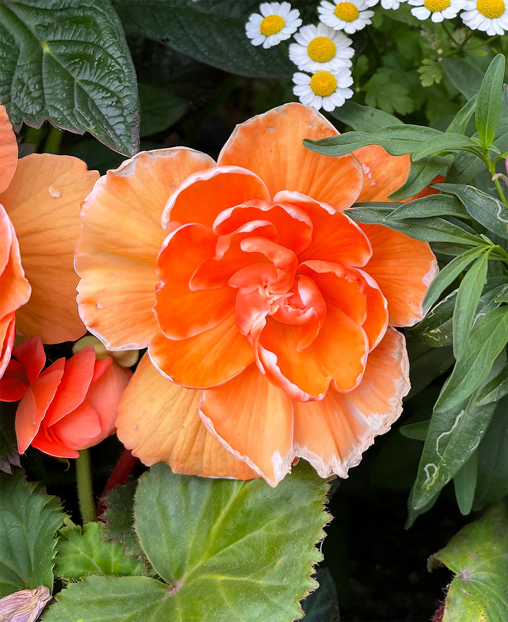 Apricot Picotee Lace Begonia - 3 tubers