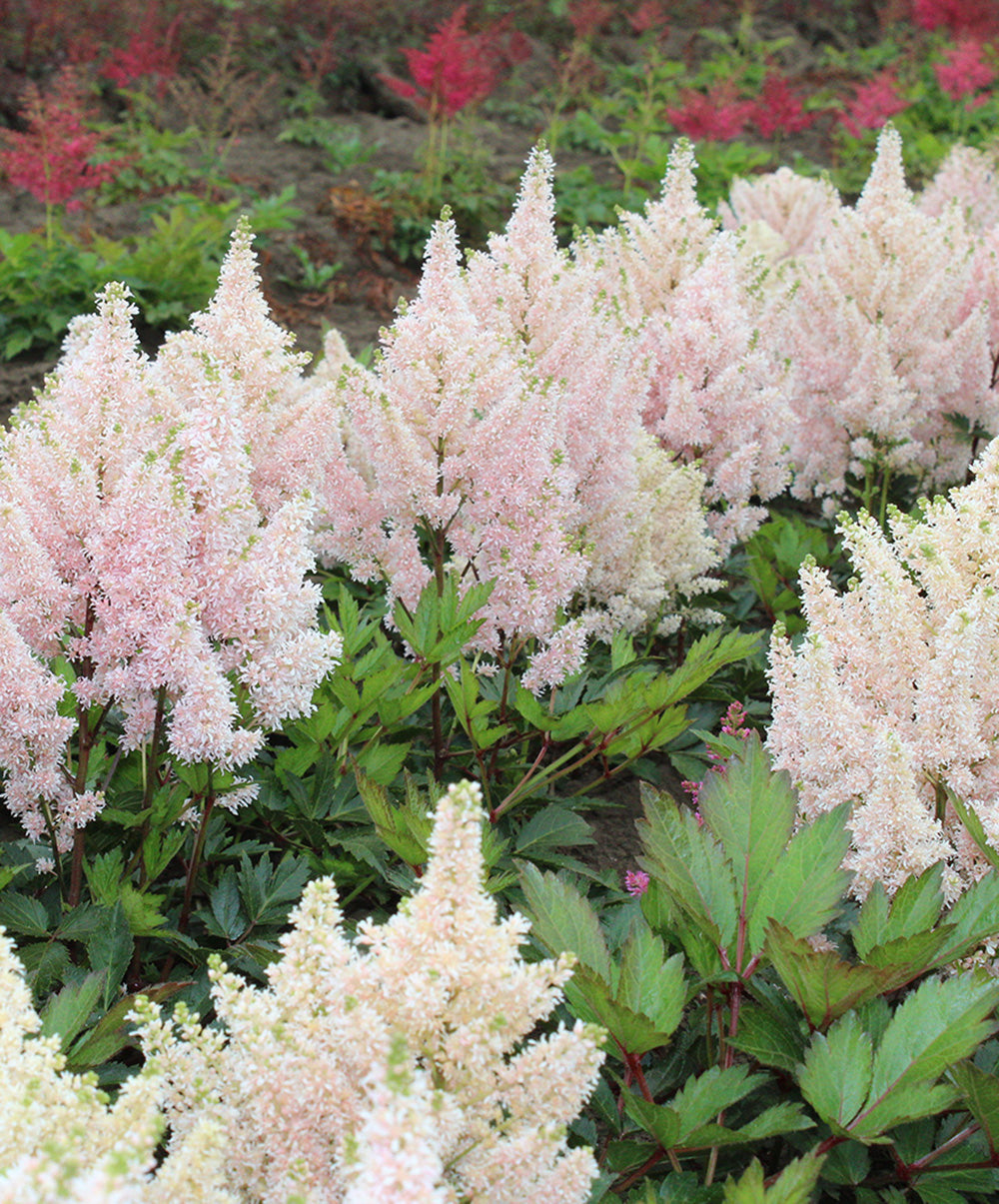 Younique Salmon Short Astilbe - 3 root divisions