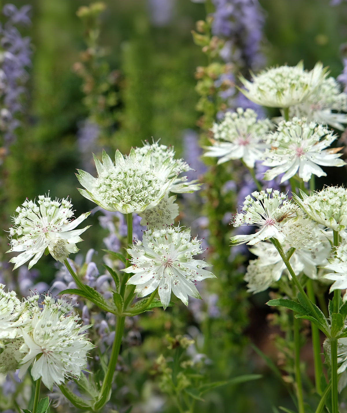 BloomingBulb Star of Billions Astrantia