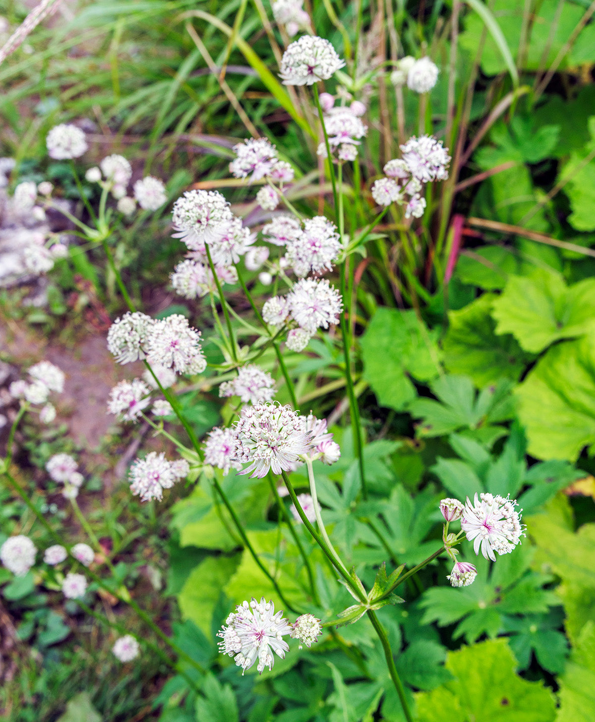 astrantia flower seeds Star of Billions Astrantia