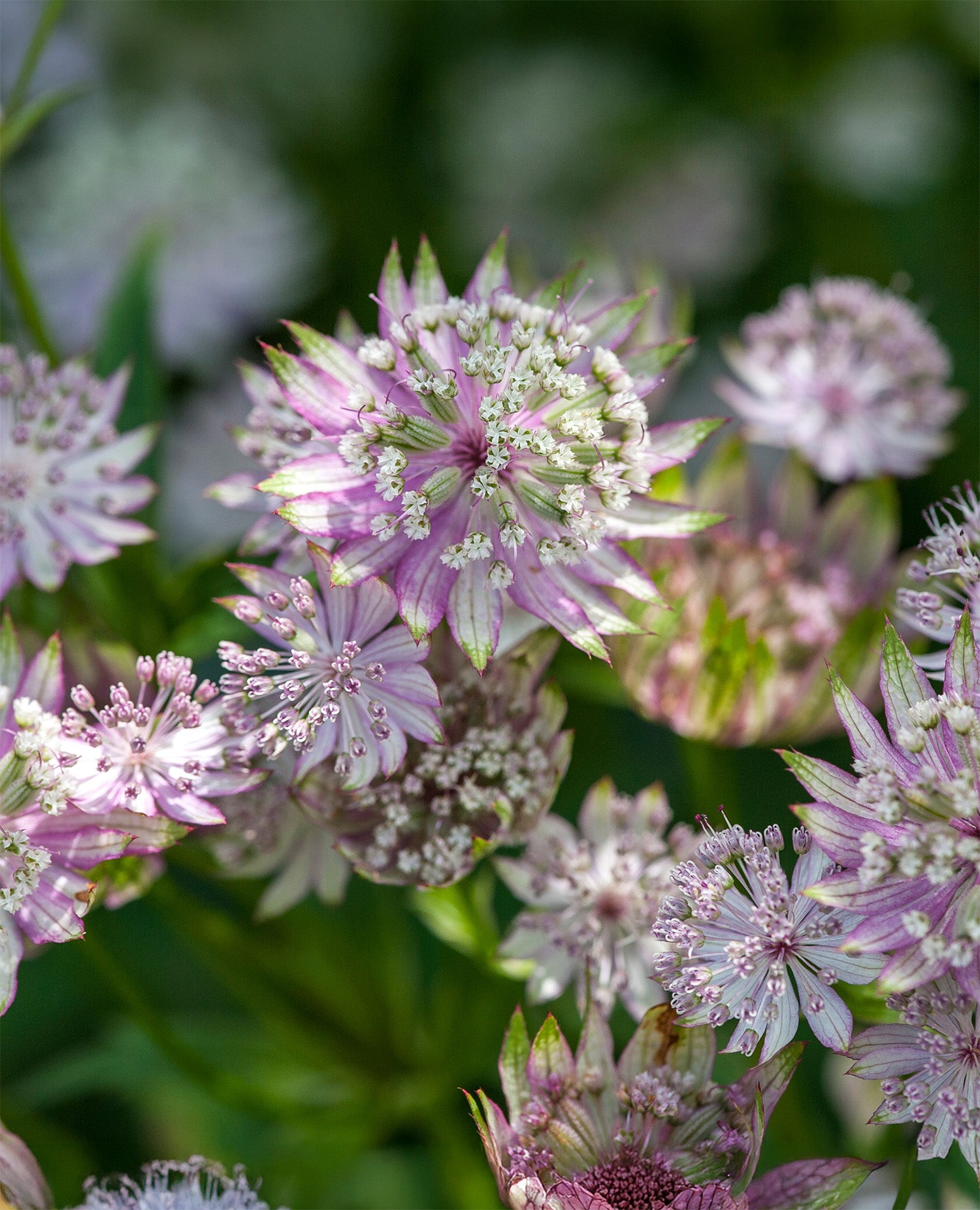 Star of Royals Astrantia - 3 root divisions