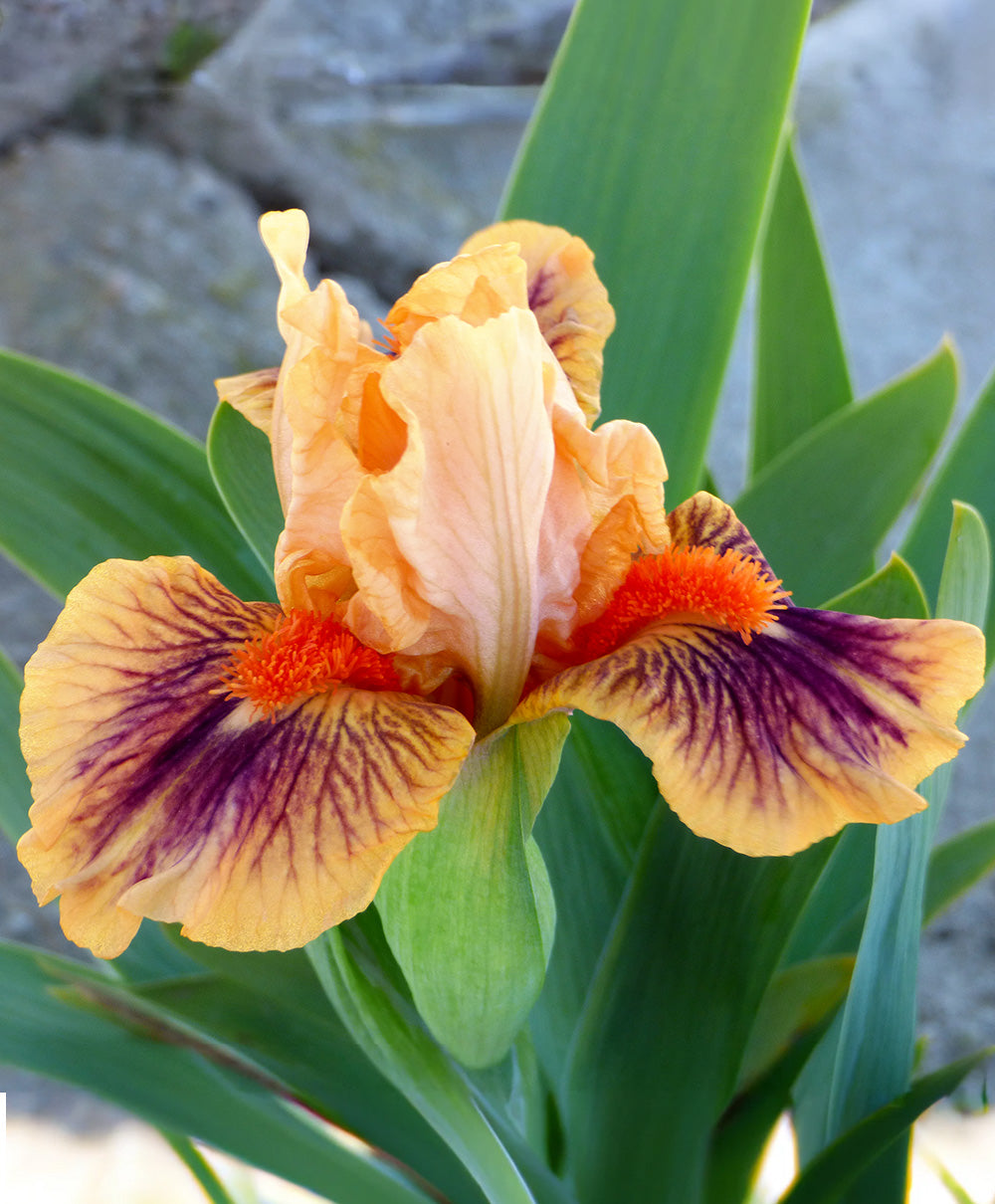 Bear's Ears Dwarf Bearded Iris - #1 Rhizome