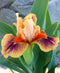 Bear's Ears Dwarf Bearded Iris - #1 Division