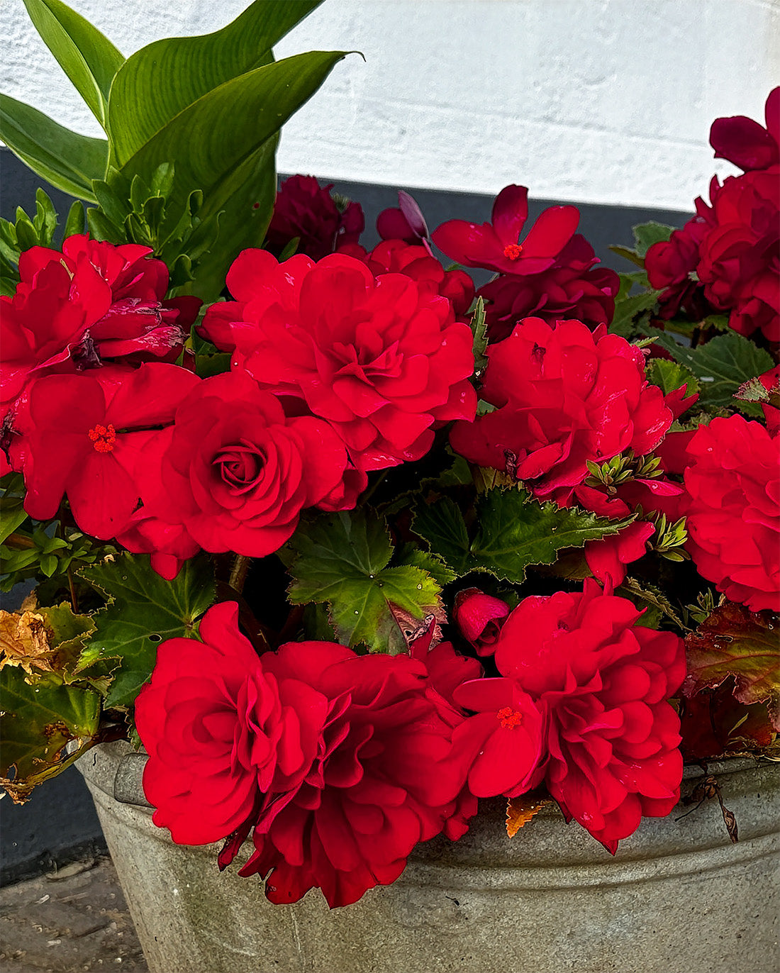Burgundy Double Begonia - 3 tubers