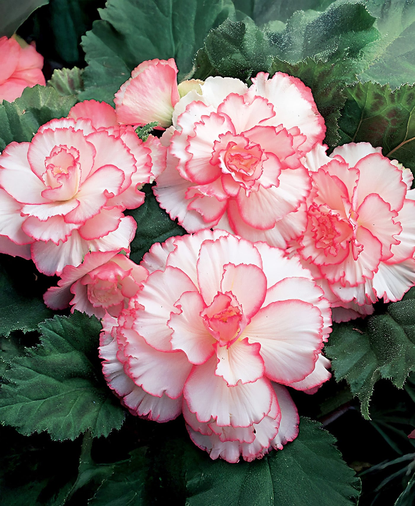 White and Red Picotee Begonia - 3 tubers