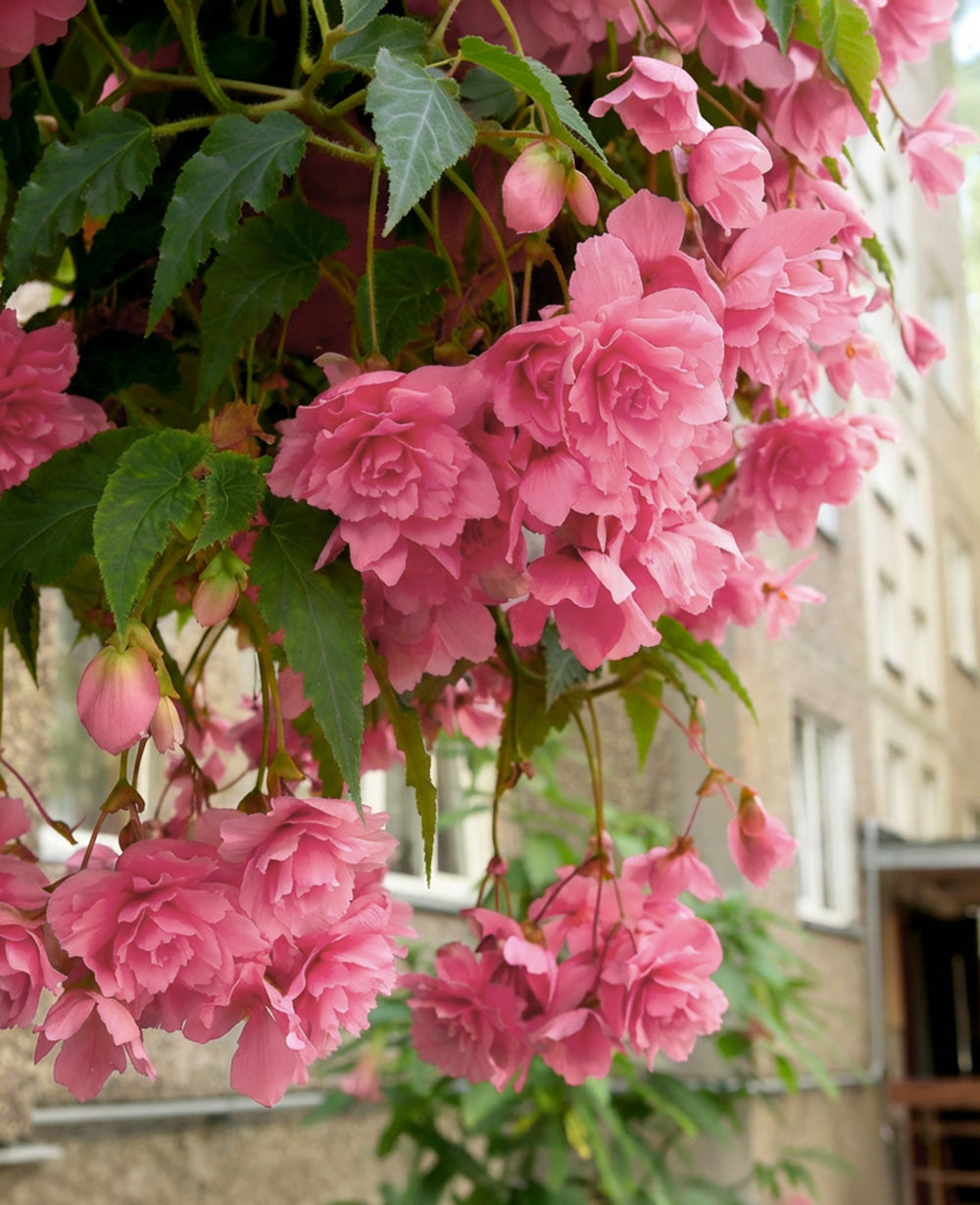 Pink Fragrant Hanging Basket Begonia - 3 tubers