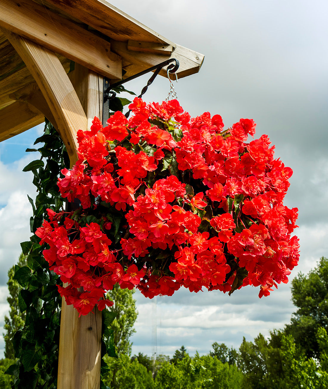 Red Fragrant Hanging Basket Begonia - 3 tubers
