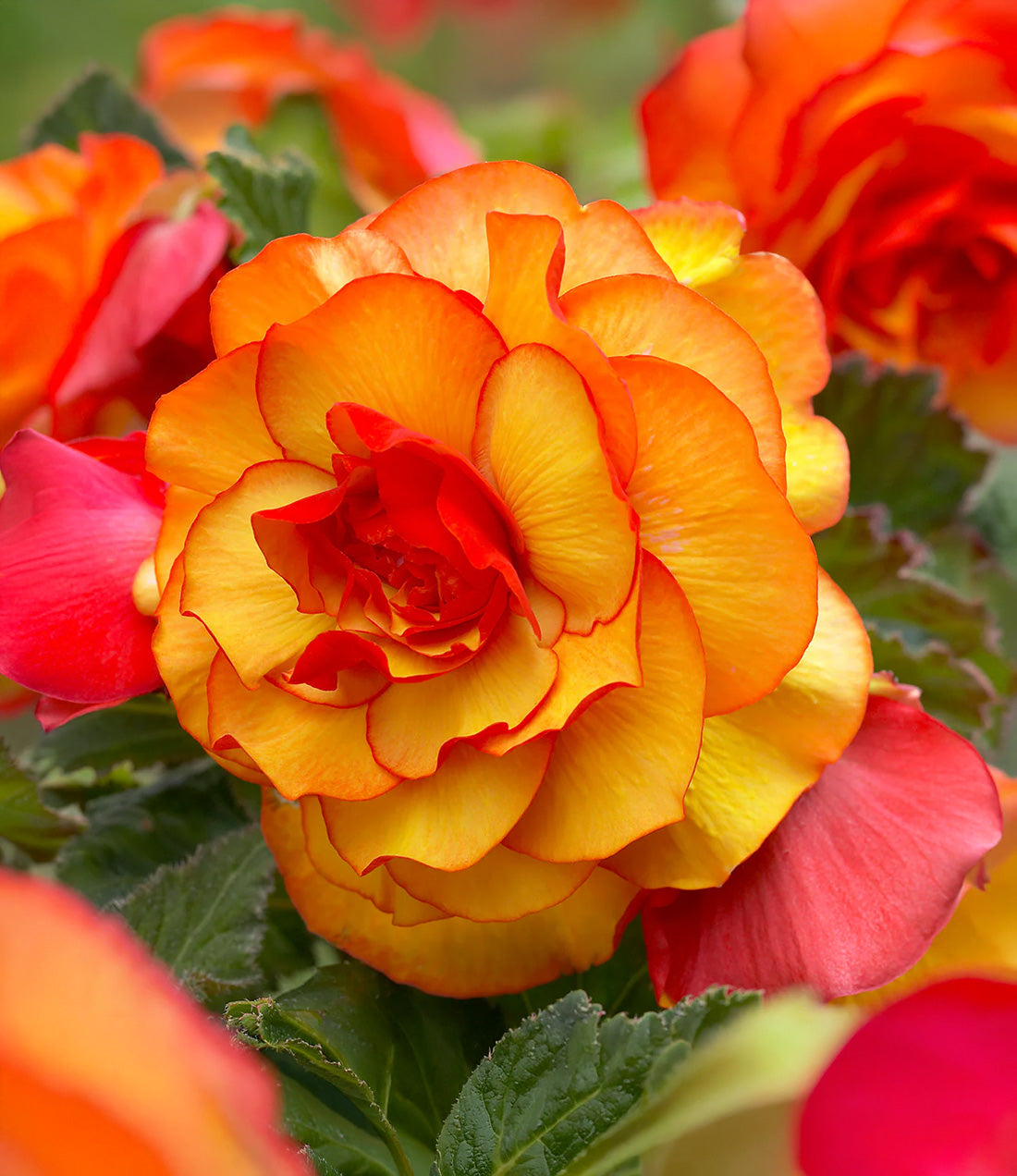 Red and Yellow Picotee Begonia - 3 tubers