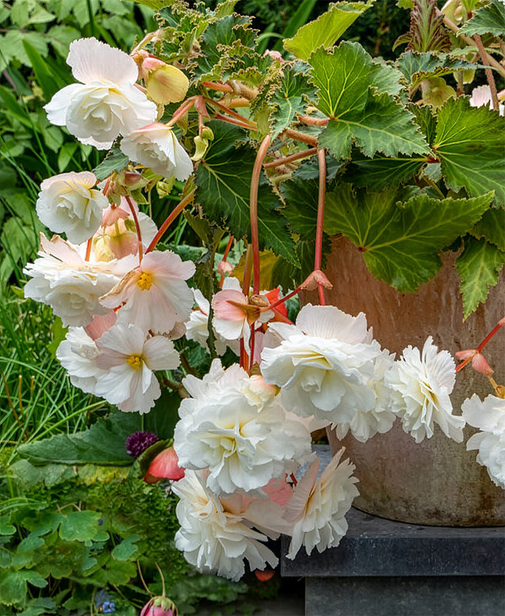White Hanging Basket Begonia - 3 tubers