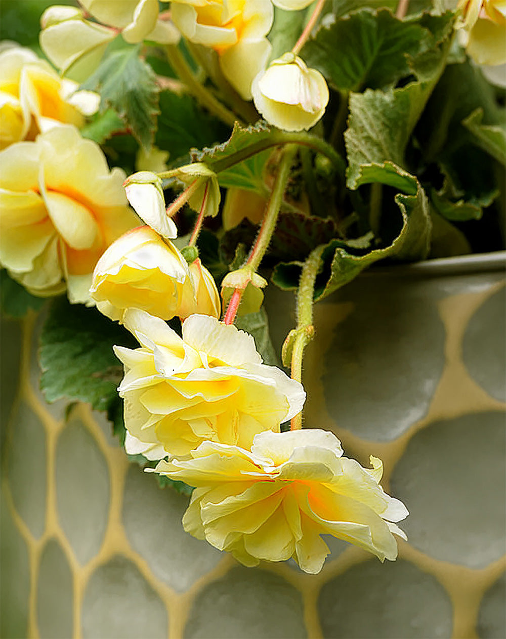 Yellow Fragrant Hanging Basket Begonia - 3 tubers