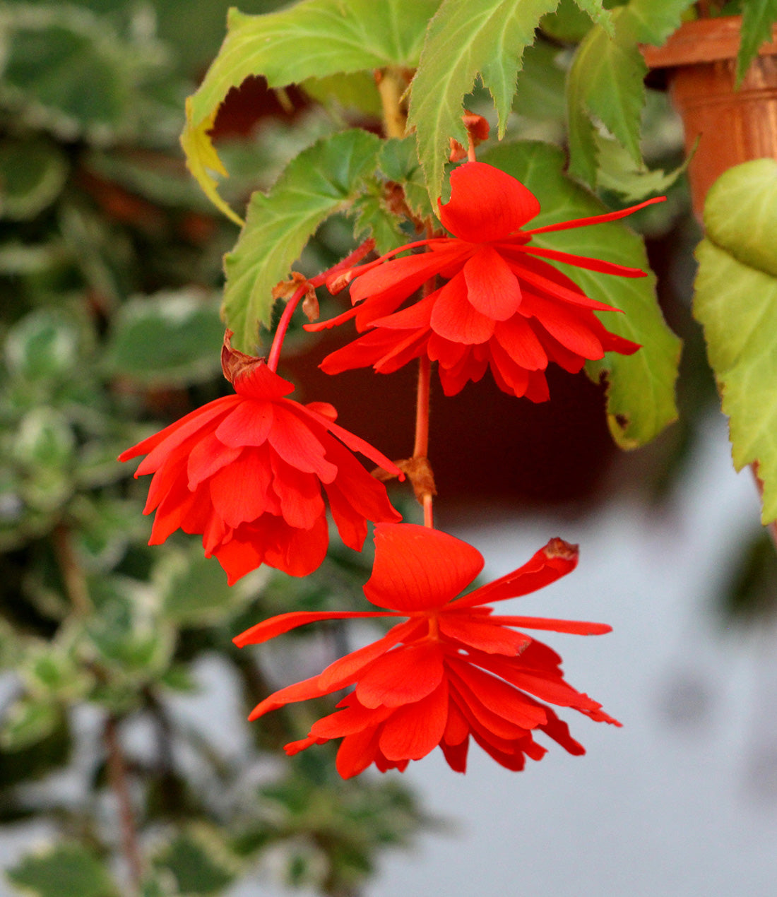 Red Fragrant Hanging Basket Begonia - 3 tubers
