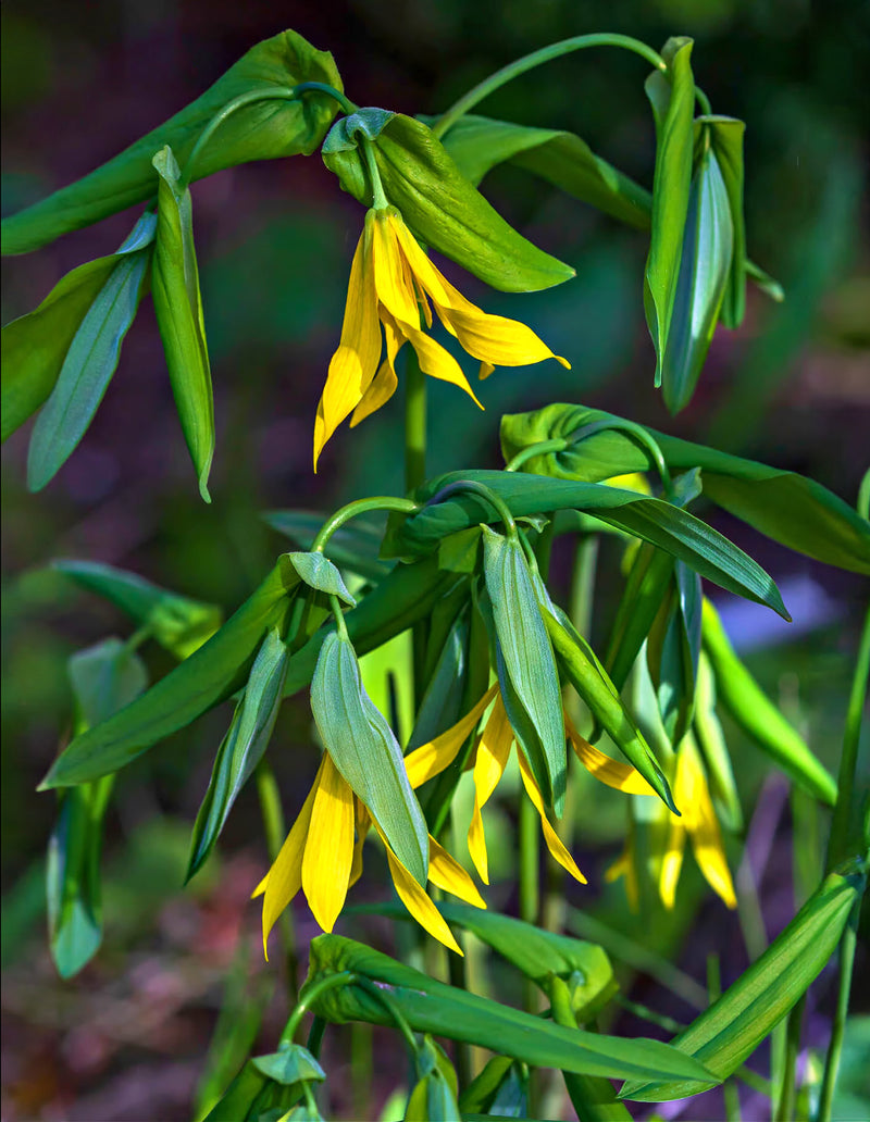 Bellflower Plant - 5 Root Divisions