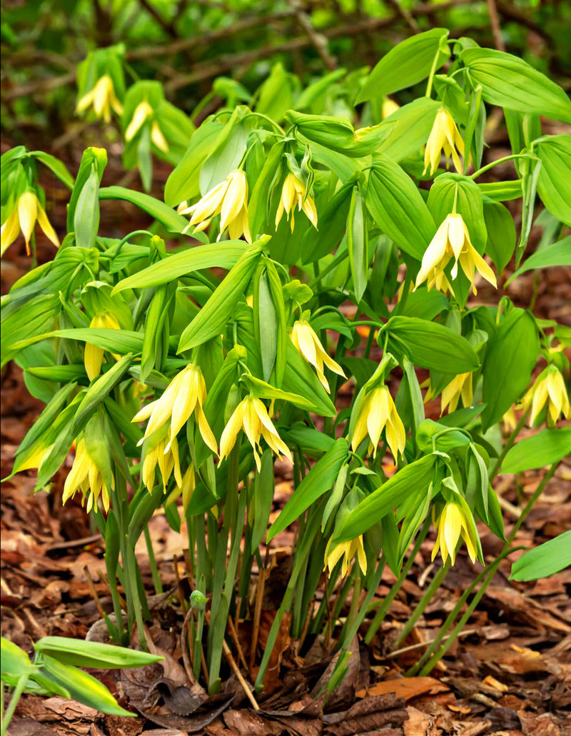 Bellflower Plant - 5 Root Divisions