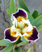 Bighorn Dwarf Bearded Iris -