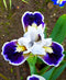 Bitty Beauty Dwarf Bearded Iris - #1 Division