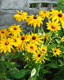 Black-eyed Susan - 5 Root Divisions