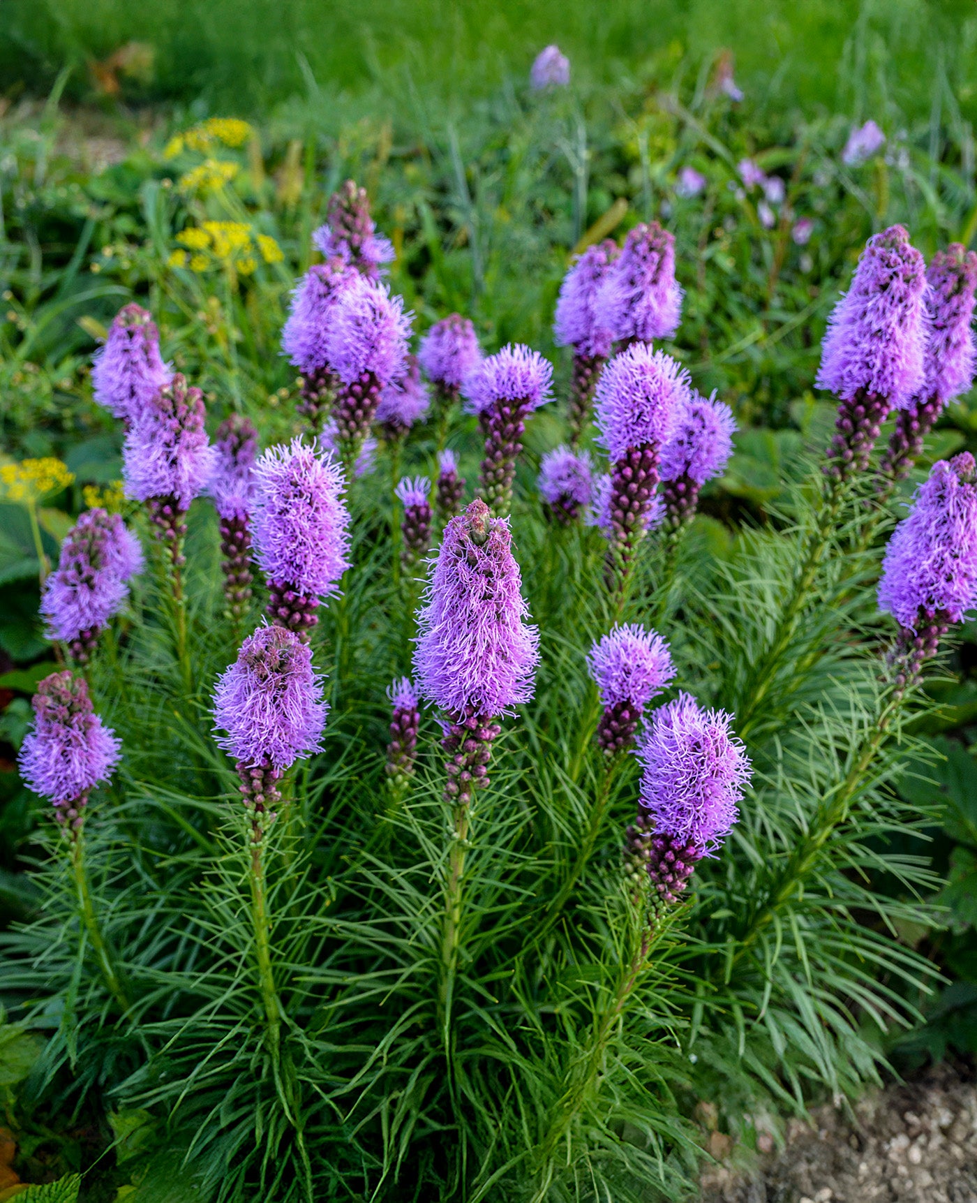 Blazing Spicata Liatris - 25 bulbs