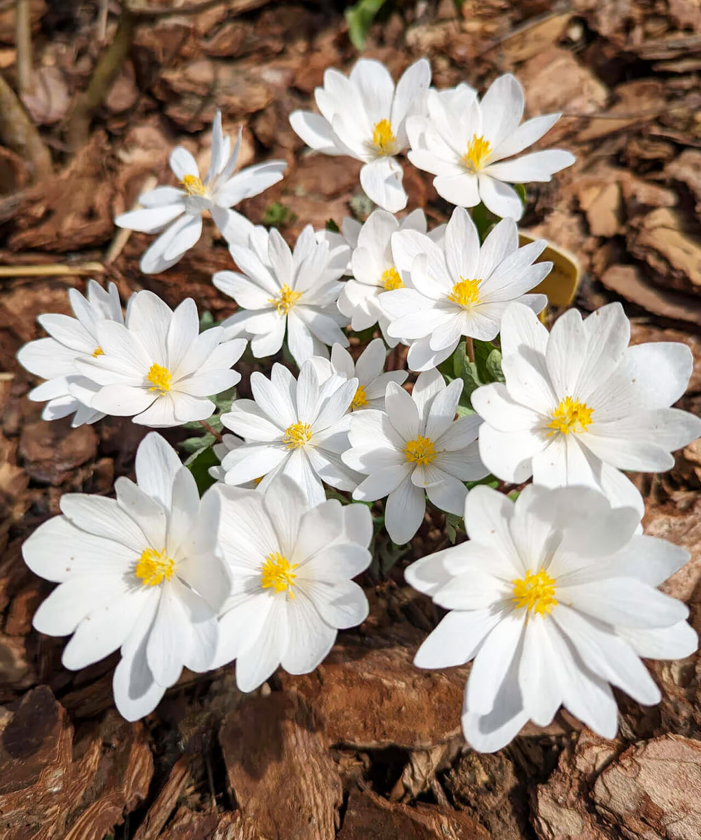 Bloodroot - 5 Root Divisions – BloomingBulb