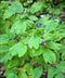 Blue Cohosh - 5 Root Divisions
