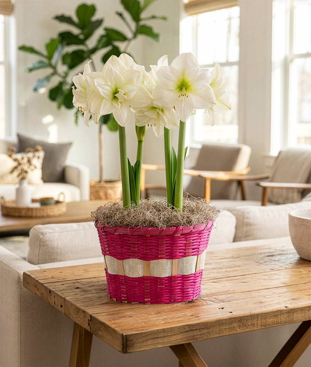 Breath of Spring Basket – 2 White Amaryllis