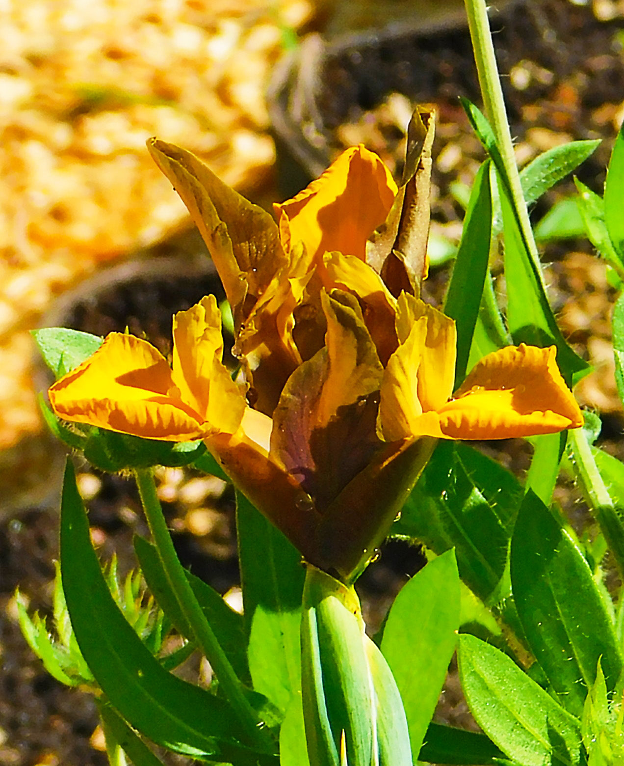 Bronze Queen Iris - 10 bulbs