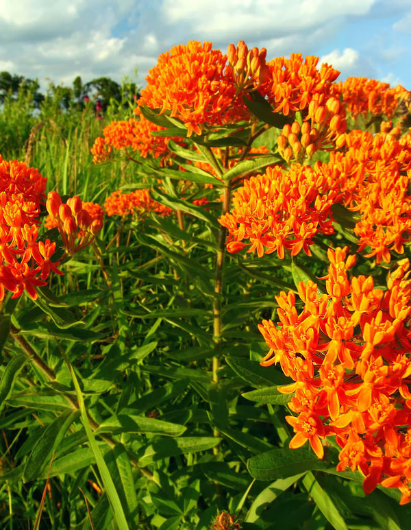 Butterfly Weed - 5 Root Divisions