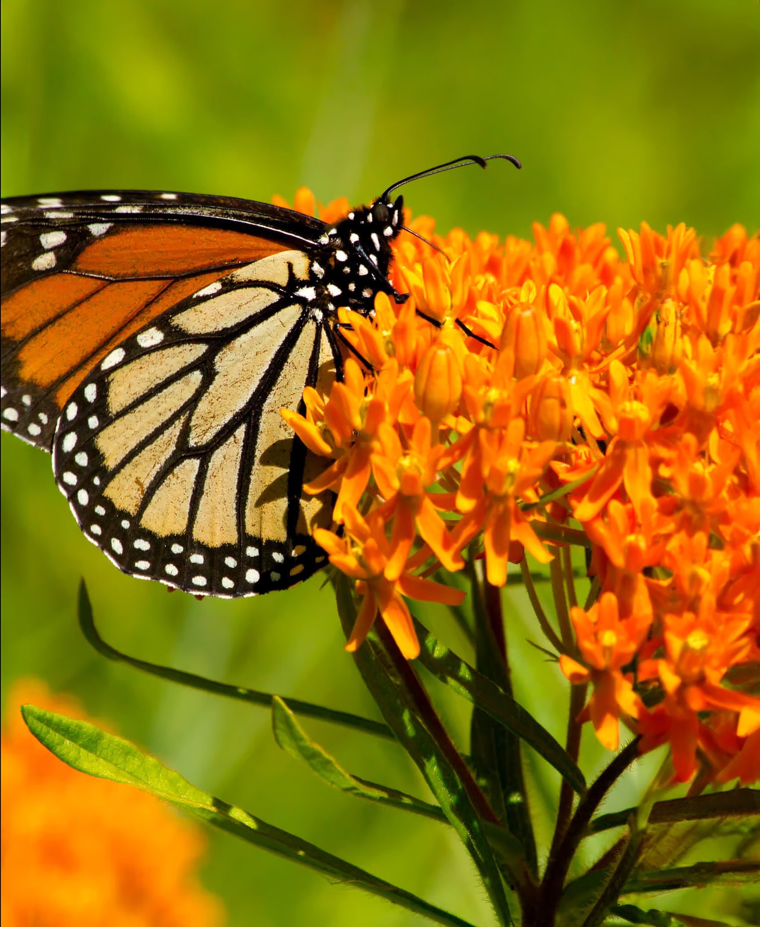 Butterfly Weed - 5 Root Divisions