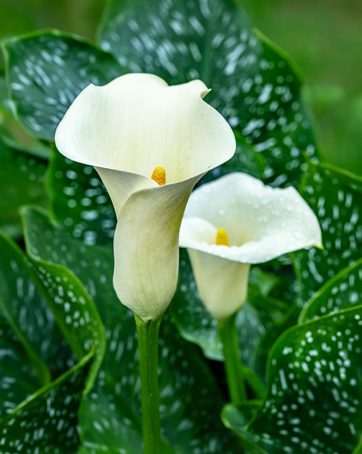 large calla lily plants Albo Maculata Calla Lily